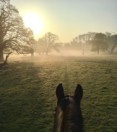 between the ears view from horseback of windsor great park at sunrise