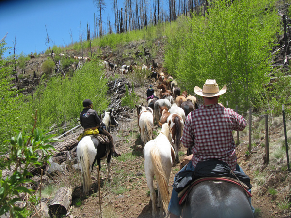 A horse drive as seen on horseback going through tall fields of grass in Arizona run by the Sprucedale Guest Ranch