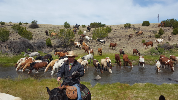 the horses cross and are drinking from the Little Colorado River in Arizon, all hosted by the Sprucedale Guest Ranch