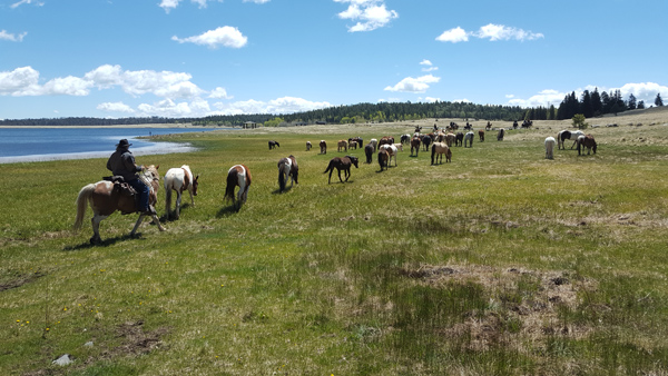 the horse drive continues along Big Lake in Arizona run by Sprucedale Guest Ranch