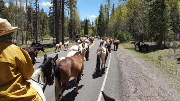 The horses being driven on a freeway in Arizon as seen on horseback hosted by the Sprucedal Guest Ranch