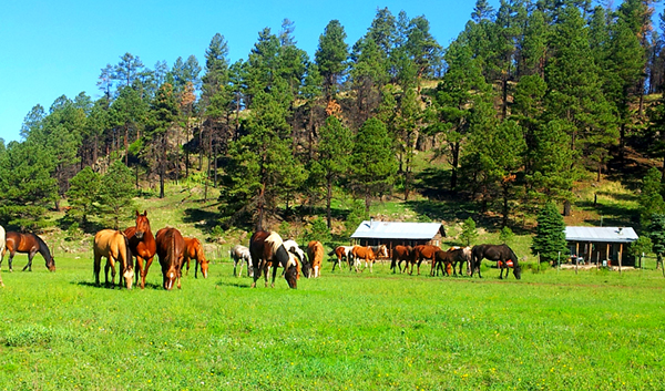 sprucedale ranch arizona