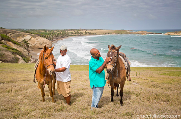 st lucia horses