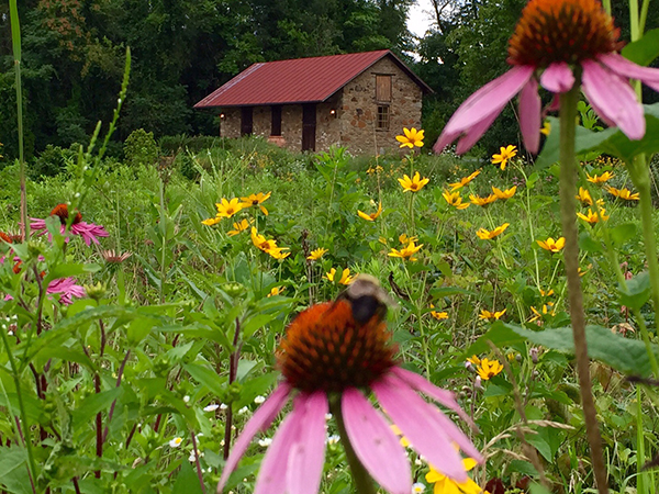 stallion barn salamander virginia