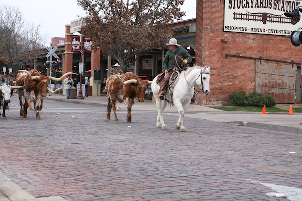 Fort Worth Cattle Drive