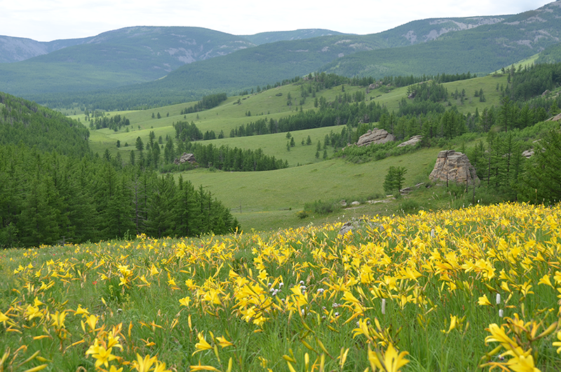 A lunch break view of the the summer landscape of Gorkhi Terelj National Park