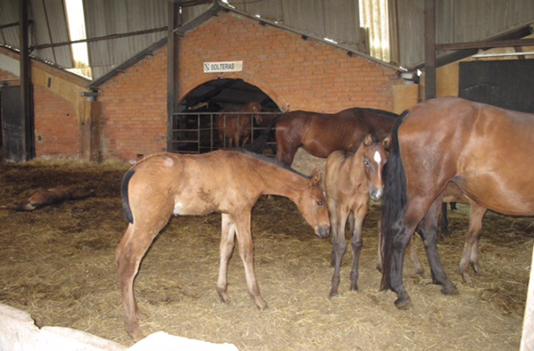 stud farm spain