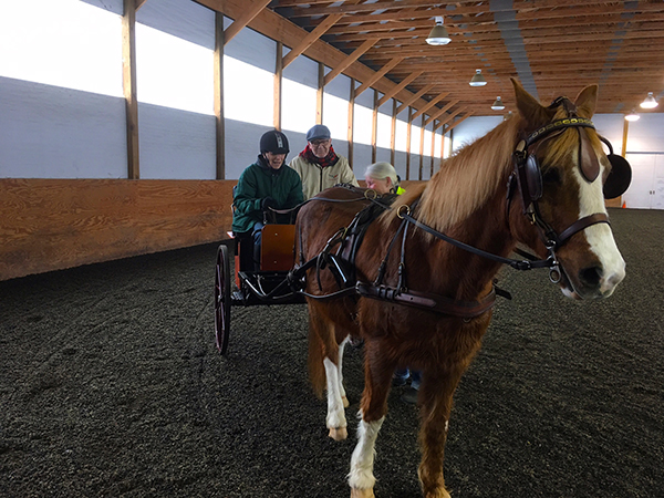 Susan Rogers Carriage Driving at Land's End Farm