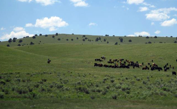 summer cattle drives nm n bar ranch