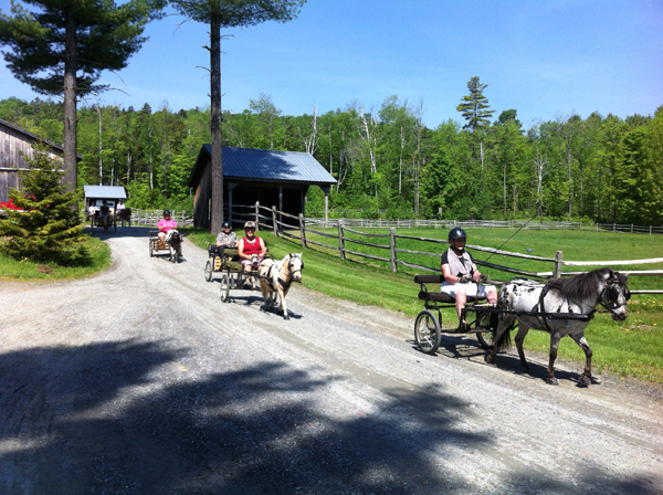 Sue Rogers Carriage Driving at Lands End Farm