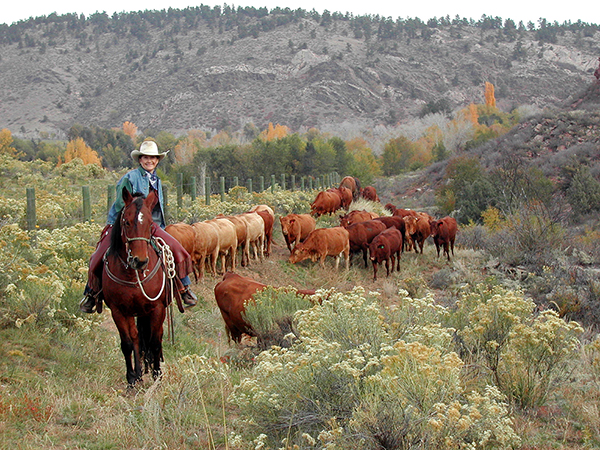 sylvan dale guest ranch cattle drive