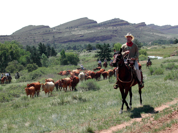 sylvan dale colorado cattle drive vacations