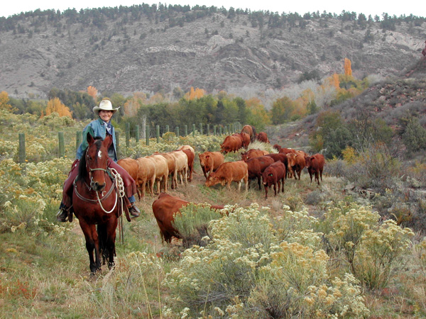 sylvan dale guest ranch cattle drives colorado