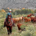 Sylvan Dale Guest Ranch