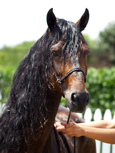 Baiting Hollow Farm Vineyard A Unique Long Island Horse Rescue Equitrekking [ 533 x 400 Pixel ]