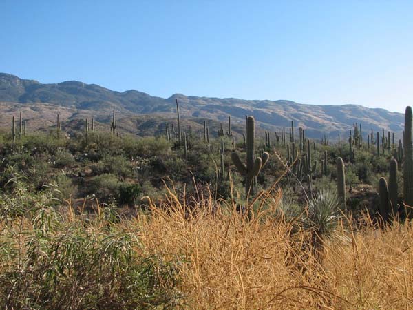 tanque verde ranch