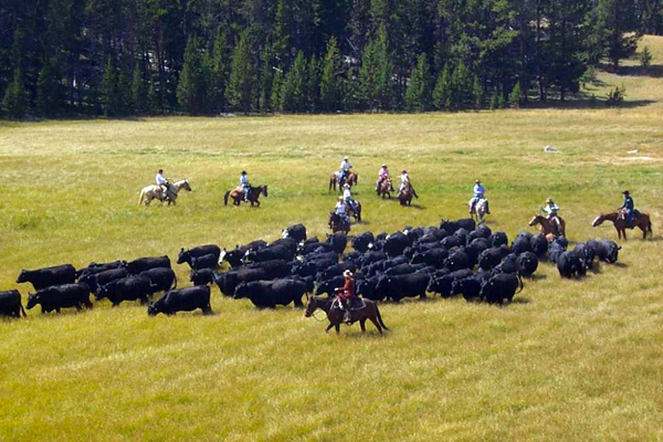 the hideout cattle drive corporate