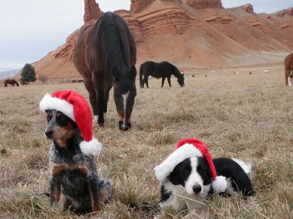 The Hideout Ranch Dogs in Santa Hats