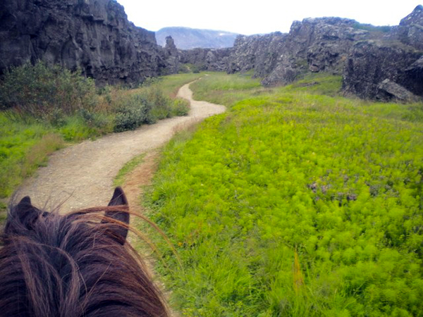 Thingvellir riding Iceland