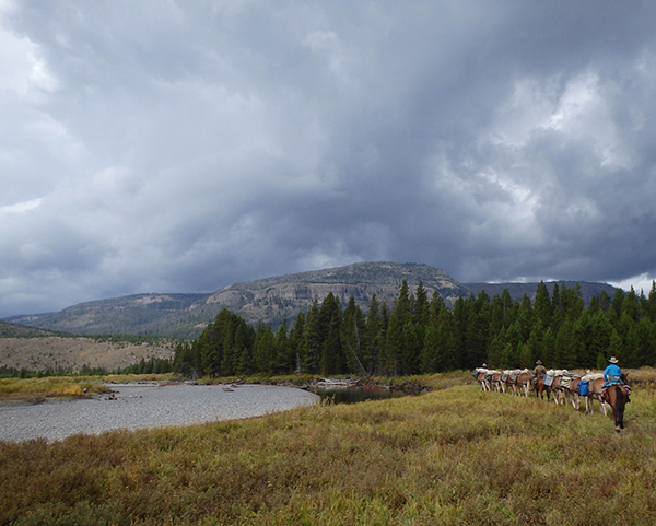 horse and mule pack trip riding through yellowstone national park 