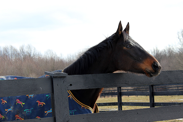 Thoroughbred retraining