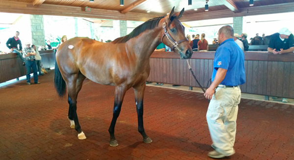thoroughbred sales ky