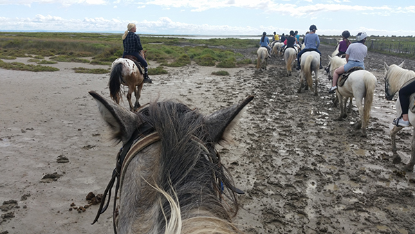 between the ears view horseback riding on the beach in camargue france