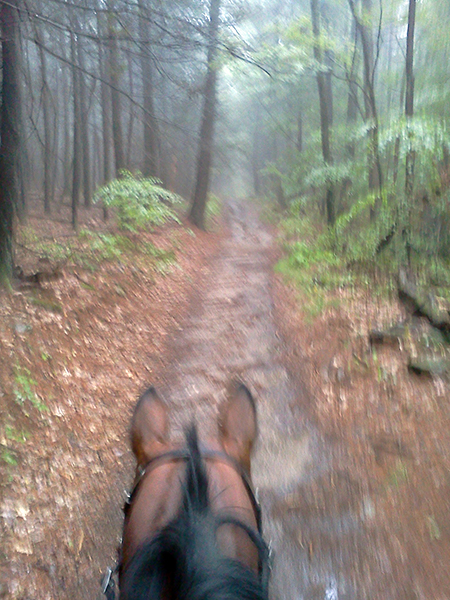 between the ears view from horseback at blue hill reservation in massachusetts