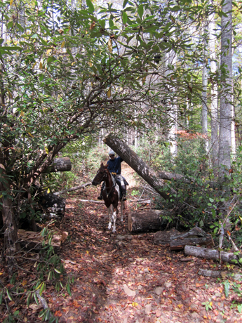 pisgah national forest horseback riding trail riding