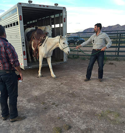 trailer horse arizona