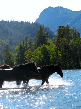 horses swimming at Tsylos Park Lodge, BC