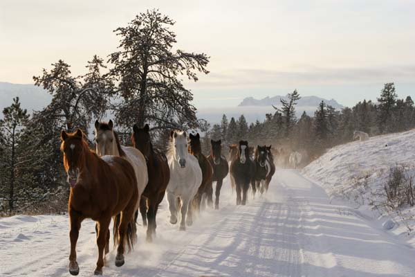 tsylos park lodge british columbia horseback riding vacations