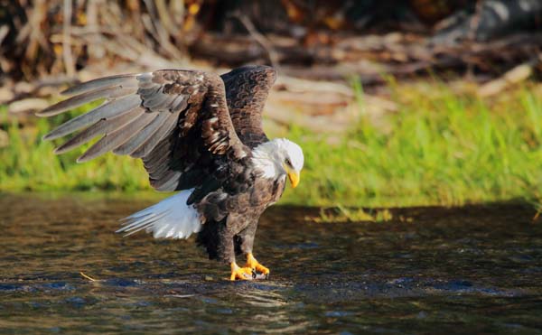 tsylos Park lodge wildlife british columbia, canada