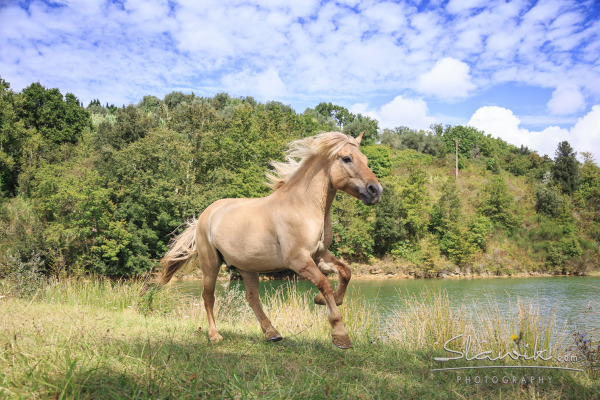 tuscany horses italy