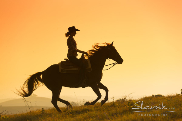 Tuscany horses at sunset