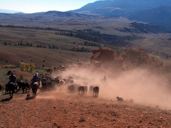 TX ranch cattle