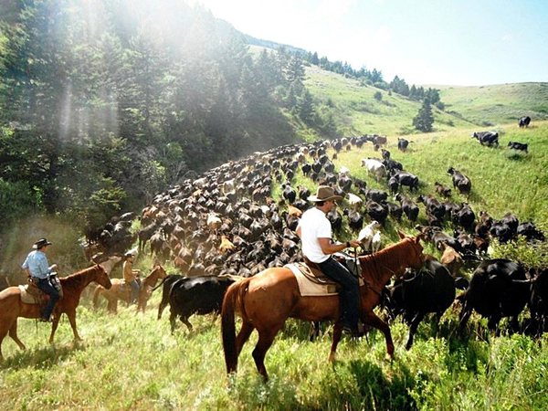 TX Ranch Cattle Drive