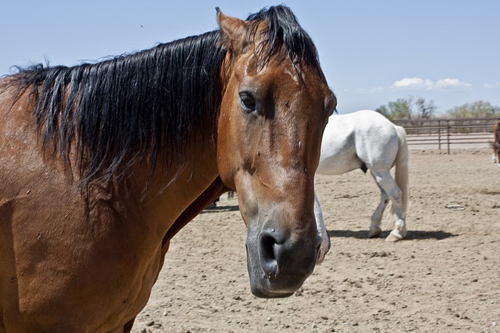 Horse displaying aggressive behavior