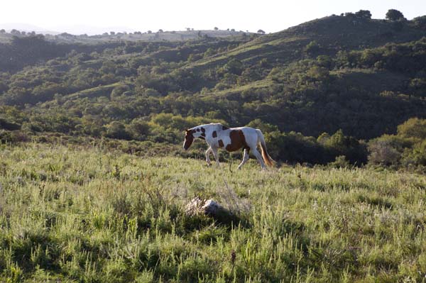 Uruguay countryside