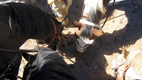 utah slickrock hondoo horses drinking