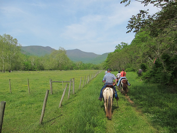 Virginia horse riding fields shenendoah