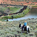 Vee Bar Ranch cattlework vacation