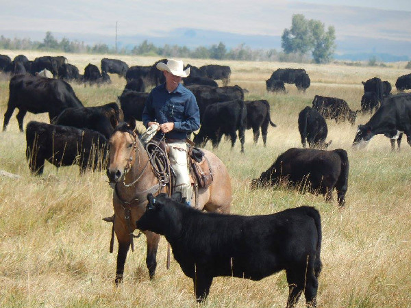 Vee Bar Working Cattle Ranch Wyoming