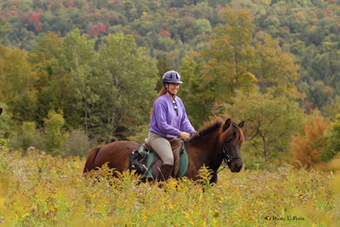 vermont icelandic horse farm fall colors