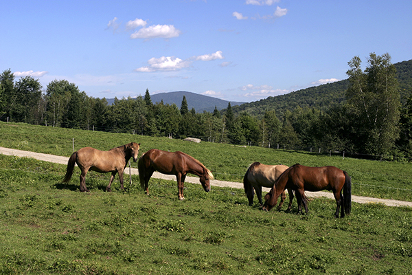 Vermont Icelandic Horse Farm Equitrekking