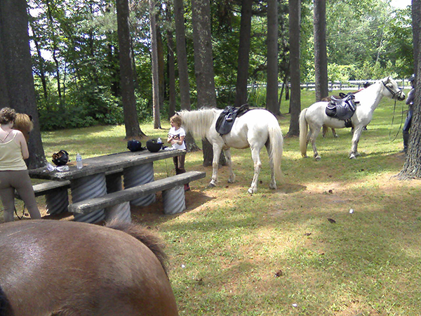 Vermont Icelandic Horse Farm Equitrekking