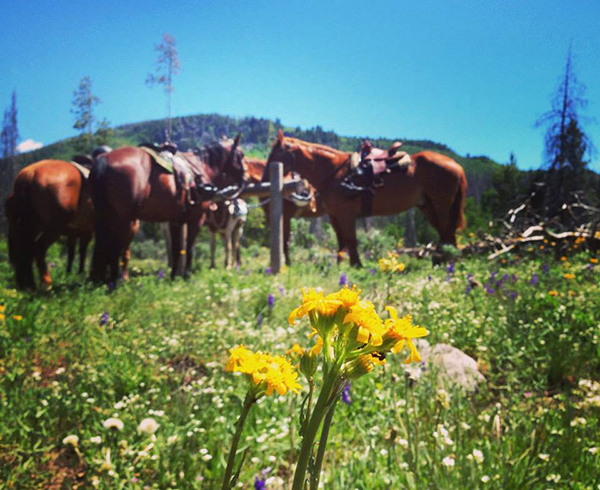 Vista Verde Ranch Spring Flowers