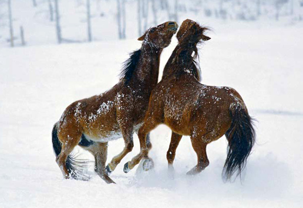 Vista Verde Guest Ranch horses in snow