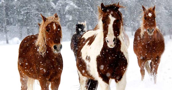 Vista Verde Ranch, colorado dude ranch