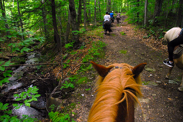 Vermont Icelandic Horse Farm woods